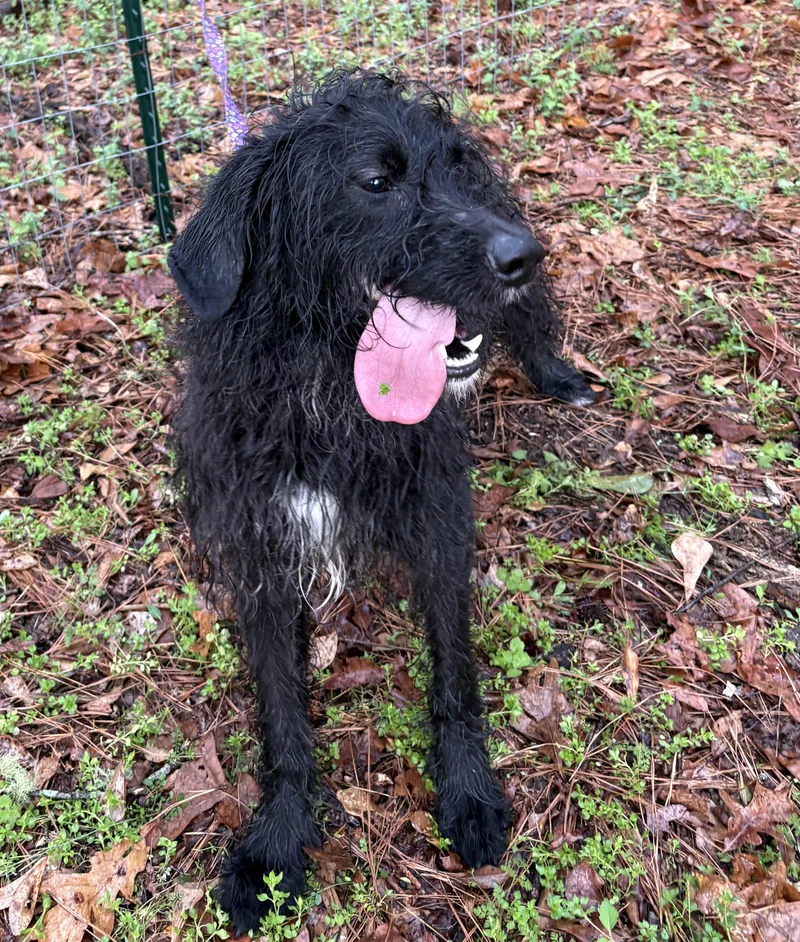 Doodle Bob thumbnail 3