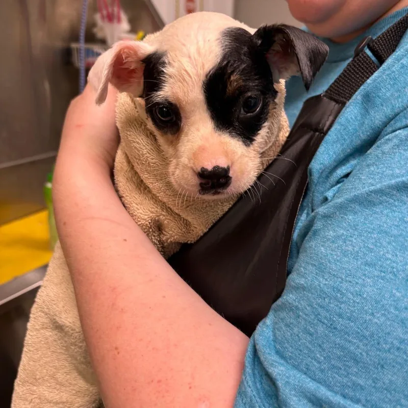 A baby medium-sized female White / Cream Terrier dog named Morgan for adoption in Galax, VA
