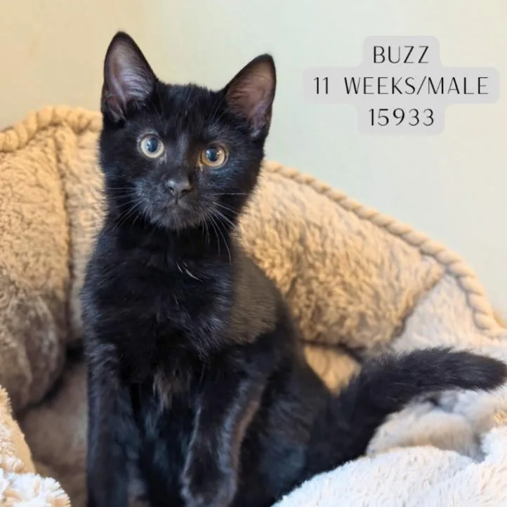 A young medium-sized male Black Domestic Short Hair cat named Buzz for adoption in Supply, NC