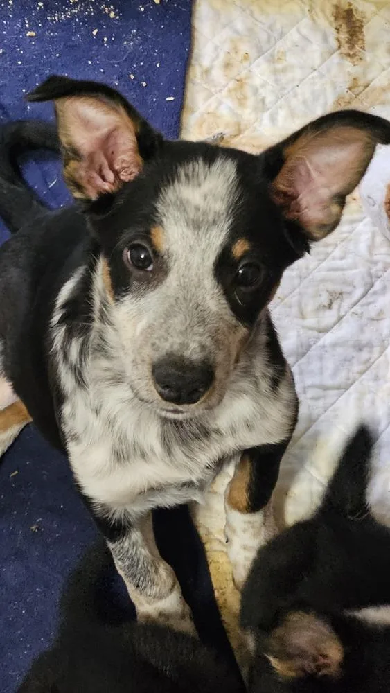 A baby medium-sized male Australian Shepherd dog named Teebo for adoption in Peoria, IL