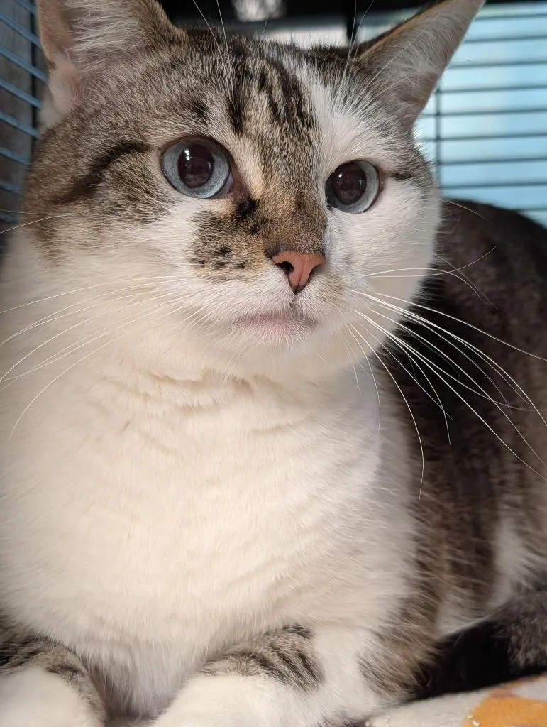 An adult medium-sized female Domestic Short Hair cat named Sweetie for adoption in Shelton, WA