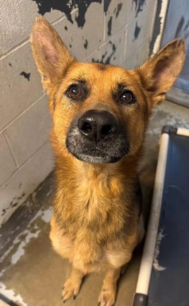 An adult large-sized male Brown / Chocolate German Shepherd Dog dog named Drake for adoption in New Lexington, OH