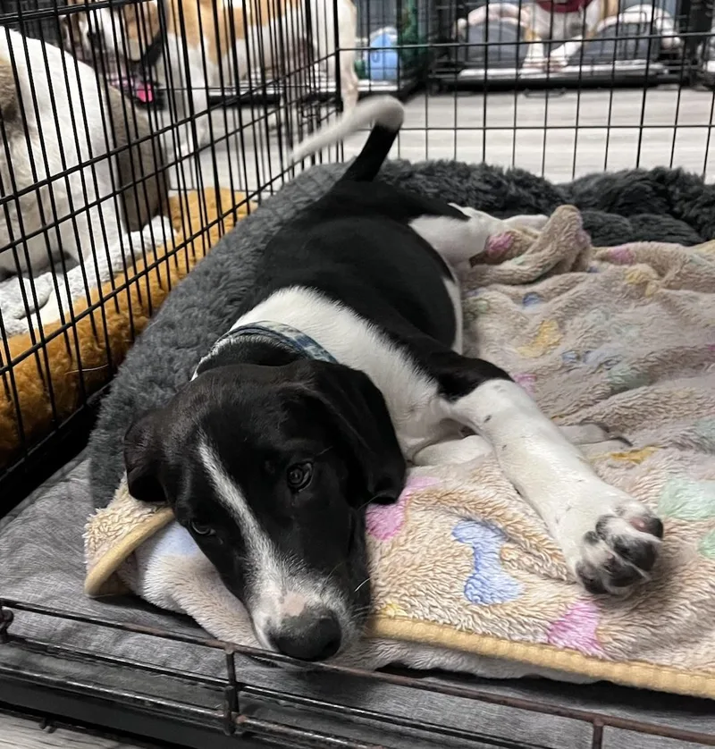 A baby small-sized male Tricolor (Brown, Black, & White) Beagle dog named Aiden for adoption in Tomball, TX