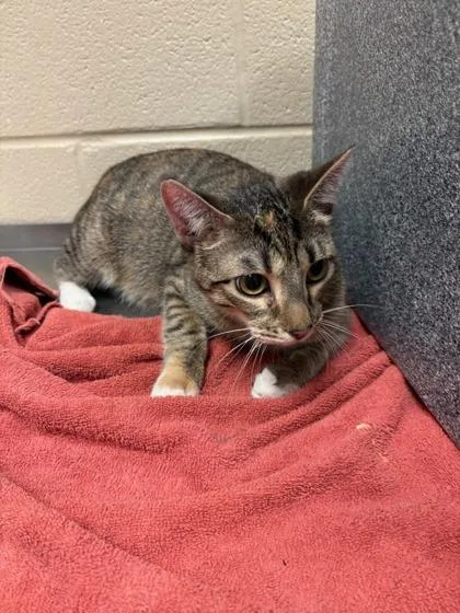 A young small-sized female Domestic Short Hair cat named Dairy for adoption in Irving, TX
