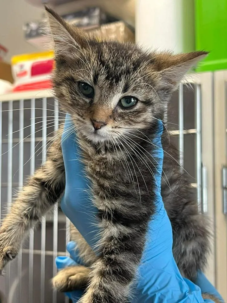 A baby medium-sized female Domestic Short Hair cat named Kyra for adoption in Bolivar, MO