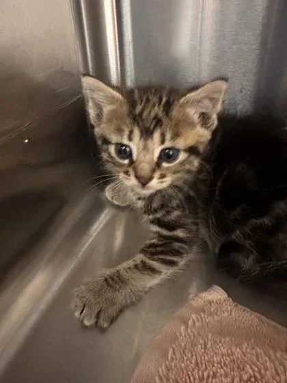 A baby small-sized female Domestic Medium Hair cat named Sprinkles for adoption in Roseville, CA