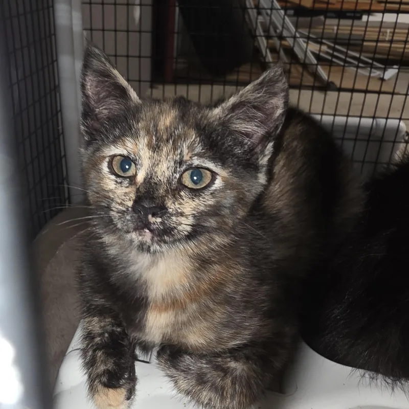 A baby medium-sized female Black Tortoiseshell cat named Madrid for adoption in Johnson City, NY