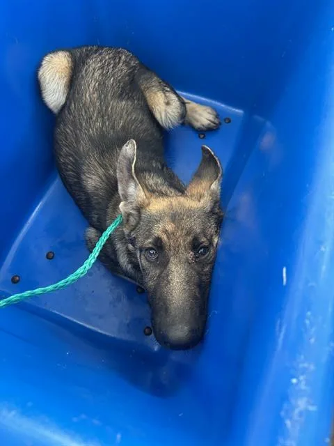 A baby large-sized female Mixed Breed dog named Gigi for adoption in Dallas, TX