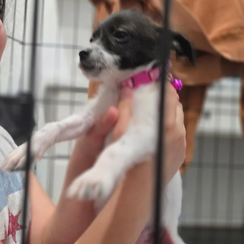 Tookie thumbnail 6