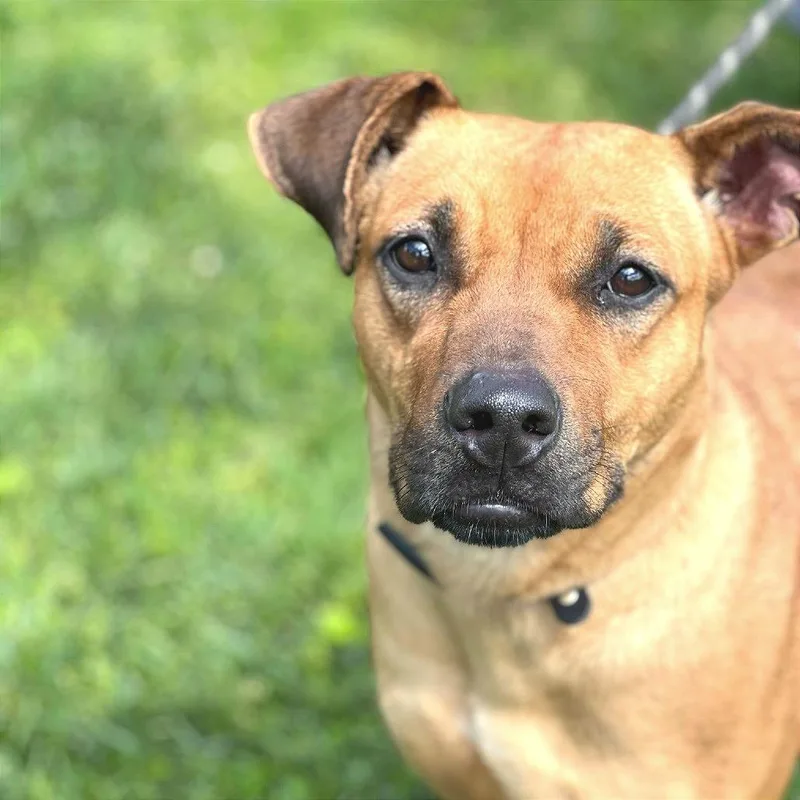 An adult large-sized female Red / Chestnut / Orange Mixed Breed dog named Kalani for adoption in Huntington, WV