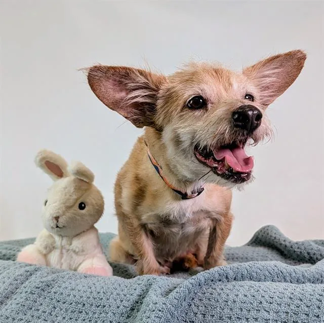 A senior small-sized female Chihuahua dog named Paloma for adoption in Thousand Palms, CA