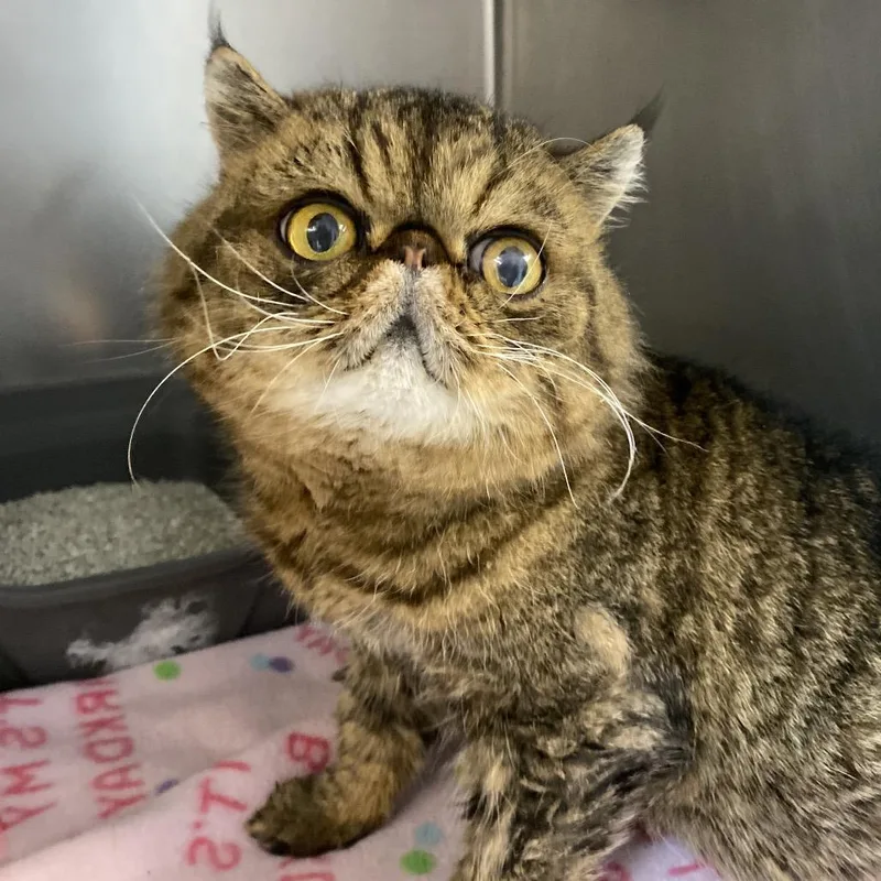 Gizmo