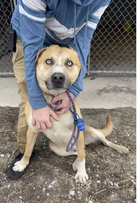 An adult large-sized male Brown / Chocolate Mixed Breed dog named Drowzee for adoption in Terre Haute, IN