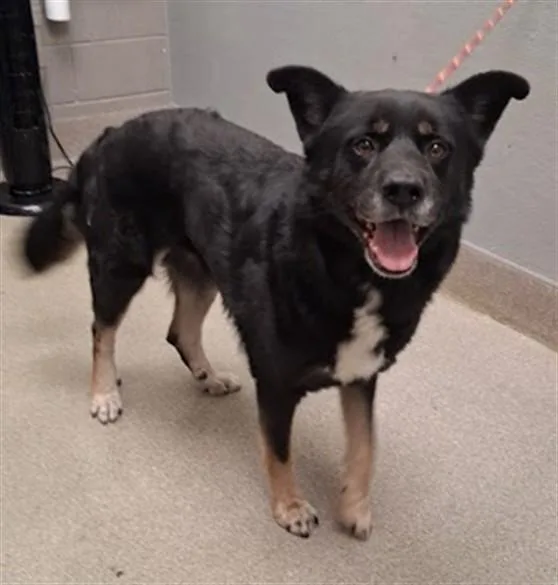 An adult large-sized male German Shepherd Dog dog named Toby for adoption in Las Vegas, NV