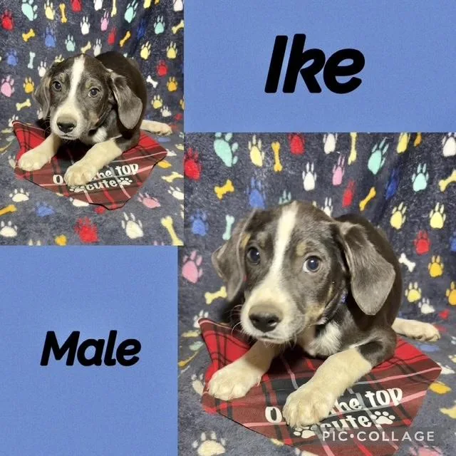 A baby medium-sized male Labrador Retriever dog named Ike for adoption in Manchester, CT