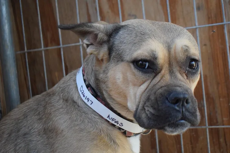 A young medium-sized female German Shepherd Dog named Smegul for adoption in Pahrump, NV