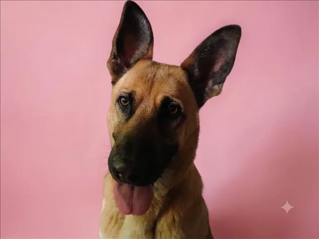 An adult medium-sized female German Shepherd Dog dog named Lily for adoption in Los Angeles, CA