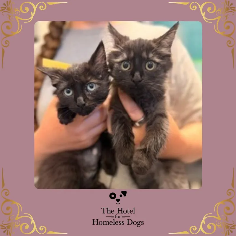 A baby small-sized female Black Domestic Short Hair cat named Horchata for adoption in Cumberland, RI