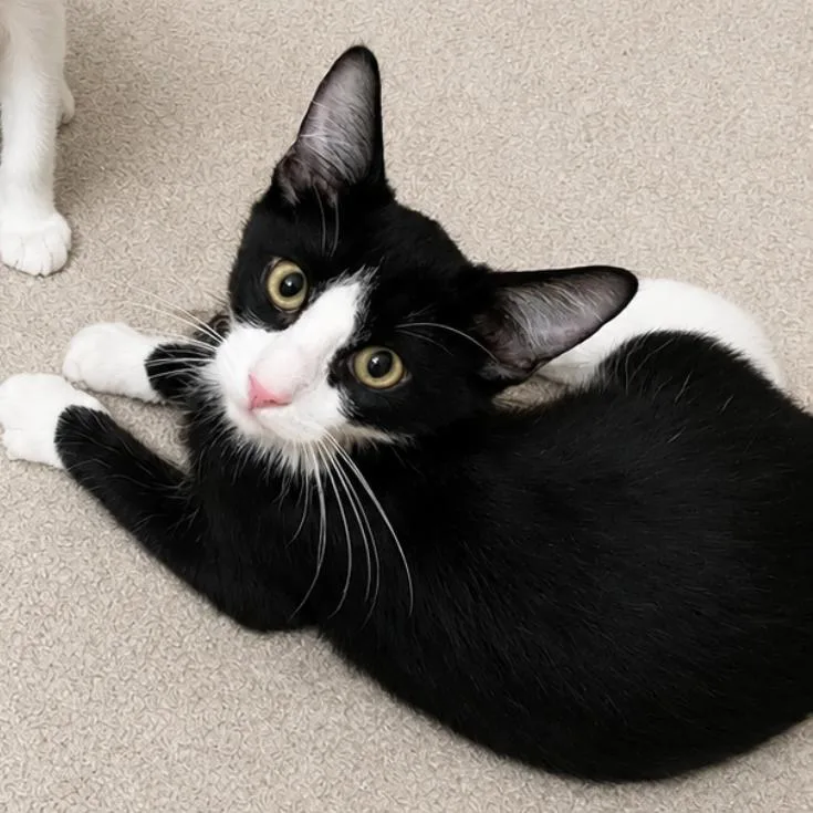 A baby small-sized male Black Domestic Short Hair cat named Alden for adoption in Las Vegas, NV