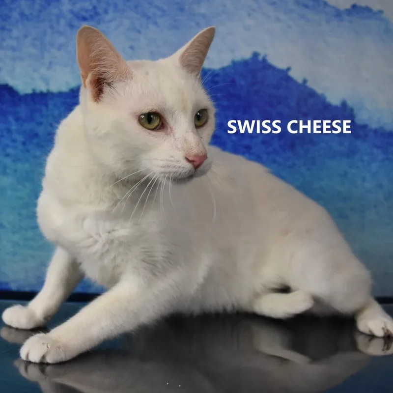 An adult medium-sized female White Domestic Short Hair cat named Swiss Cheese for adoption in Kanab, UT