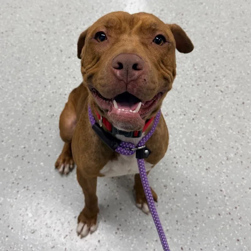 A young medium-sized male Pit Bull Terrier dog named Furbo for adoption in Indianapolis, IN