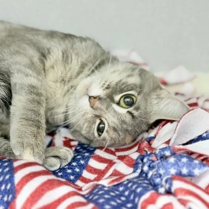 An adult small-sized female Gray / Blue / Silver Domestic Medium Hair cat named Sugarcube for adoption in Atlanta, GA