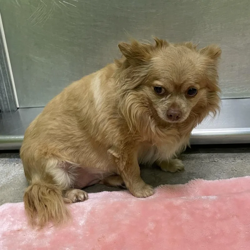 A senior small-sized female Golden Chihuahua dog named Queenie for adoption in Spokane, WA