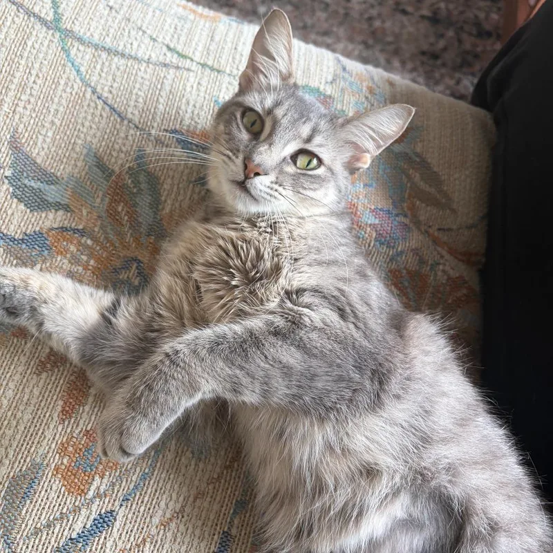 An adult medium-sized female Gray / Blue / Silver Domestic Short Hair cat named Parmesan for adoption in Evanston, IL