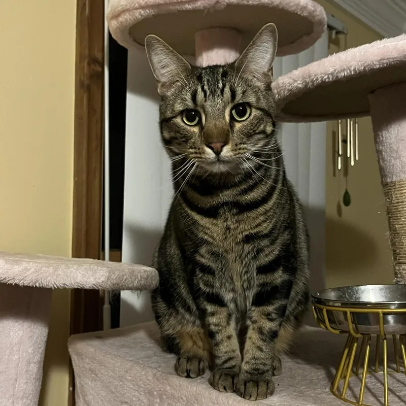 A young large-sized male Gray / Blue / Silver Domestic Short Hair cat named Simba for adoption in Hampton Bays, NY