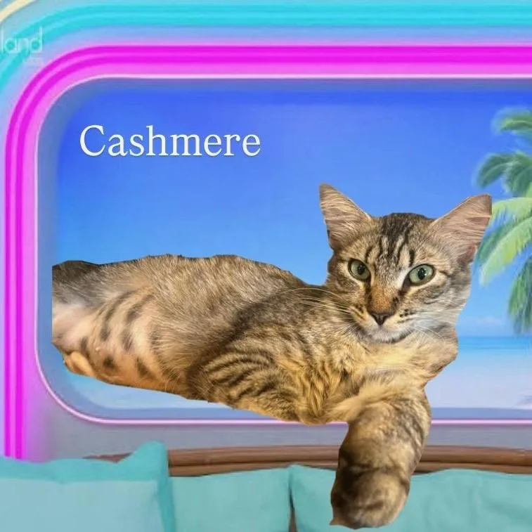 Cashmere thumbnail 2