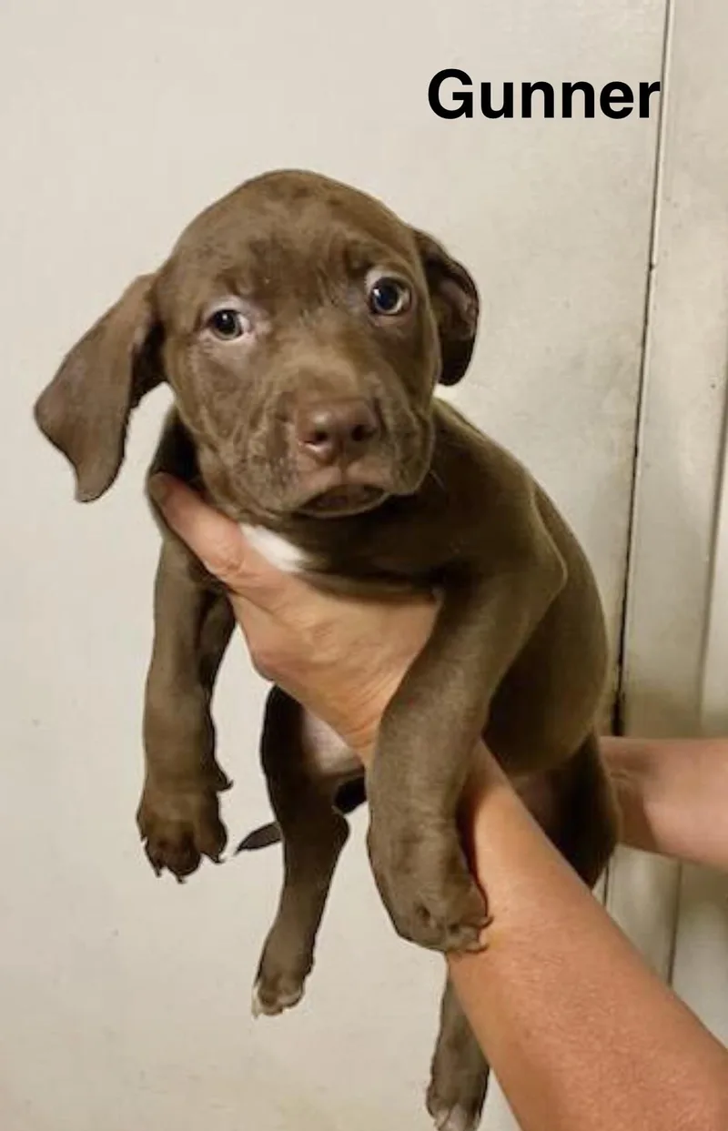 A baby medium-sized male Labrador Retriever dog named Gunner for adoption in Manchester, CT