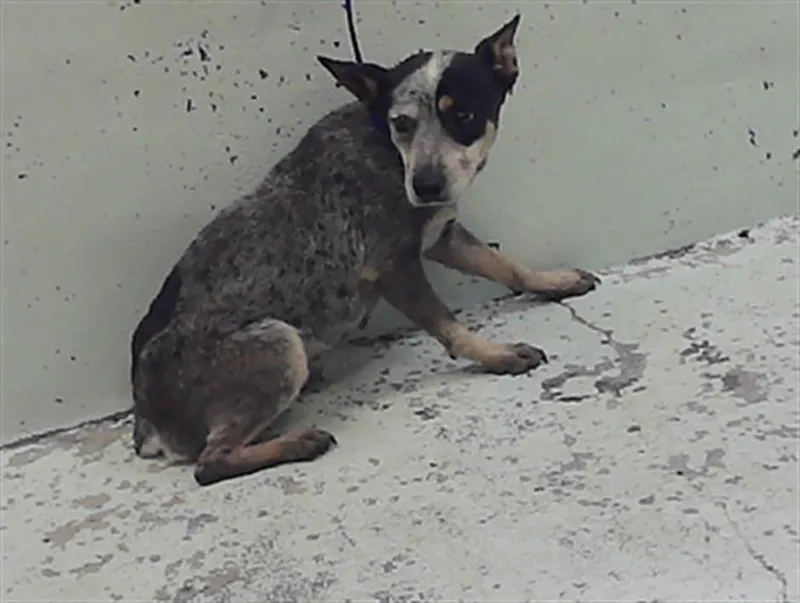 An adult small-sized female Australian Cattle Dog / Blue Heeler dog named Paris for adoption in Houston, TX