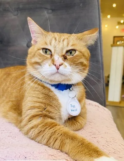 An adult large-sized male Domestic Short Hair cat named Tiggy for adoption in Savannah, GA