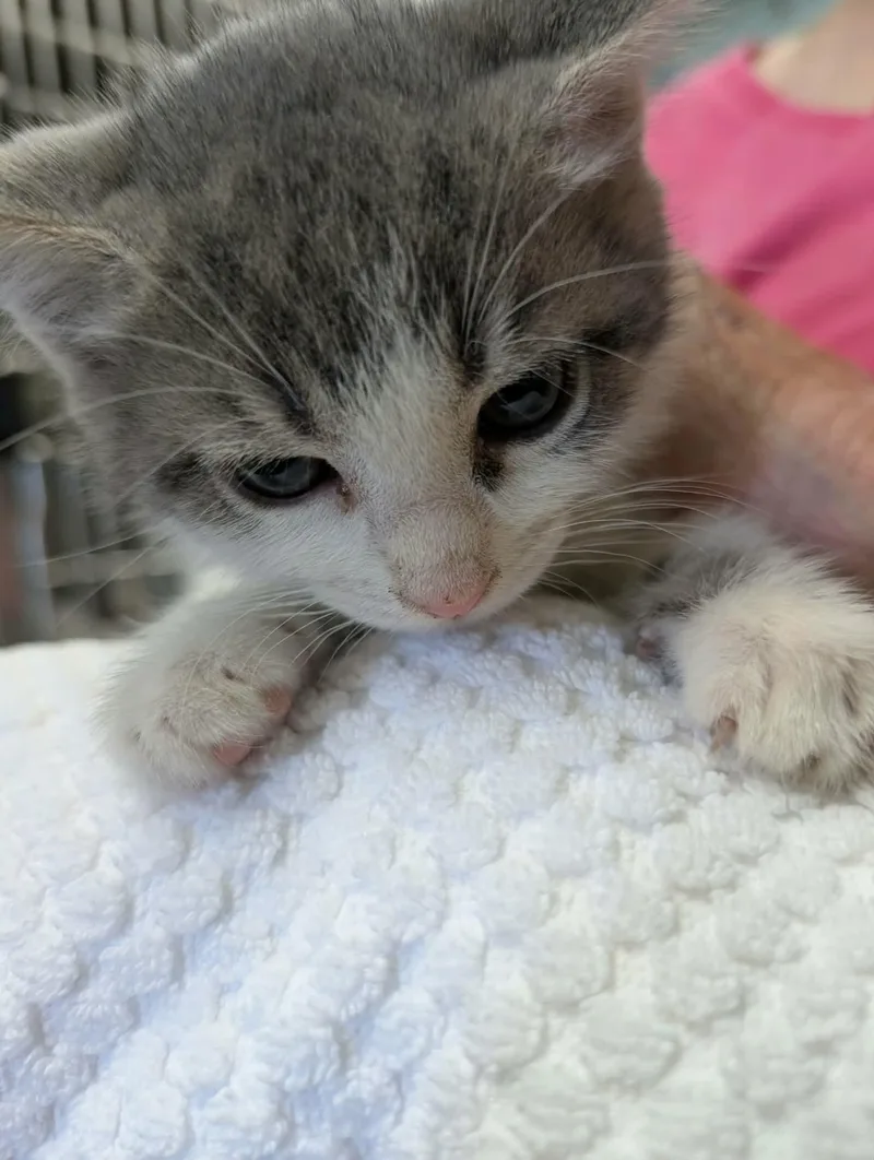 A young medium-sized male Gray & White Domestic Short Hair cat named Yoyo Visit At for adoption in Rustburg, VA