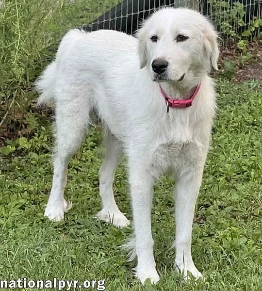 An adult large-sized female White / Cream Great Pyrenees dog named Cinderella in OH  for adoption in Beacon, NY