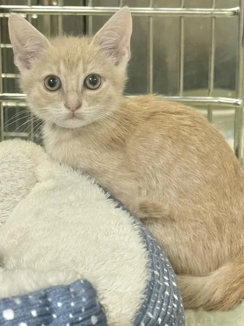 A baby small-sized male Domestic Short Hair cat named Indy for adoption in Sarasota, FL