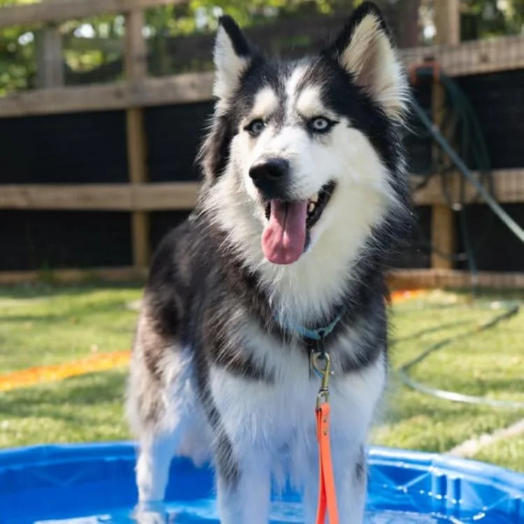An adult medium-sized female Black Siberian Husky dog named Savannah Bananas for adoption in Baltimore, MD