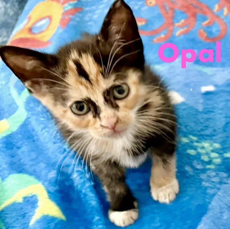 A baby medium-sized female Domestic Short Hair cat named Opal for adoption in Reston, VA