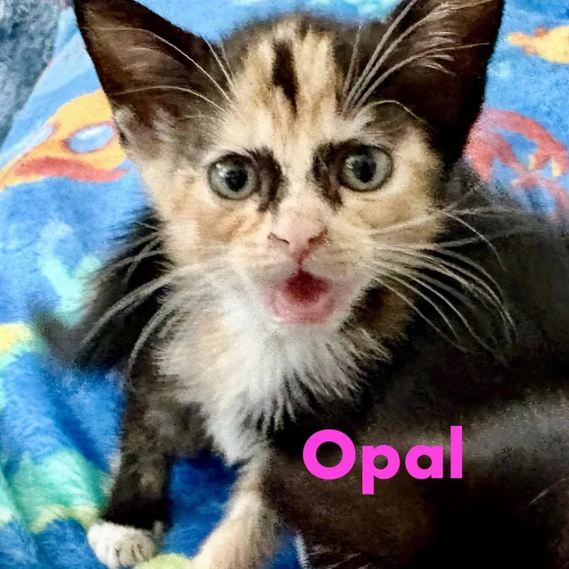 Opal thumbnail 2