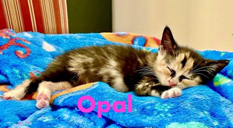 Opal thumbnail 3