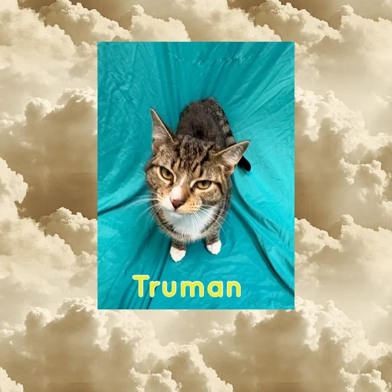 A young medium-sized male Gray / Blue / Silver Domestic Short Hair cat named Truman for adoption in Royse City, TX
