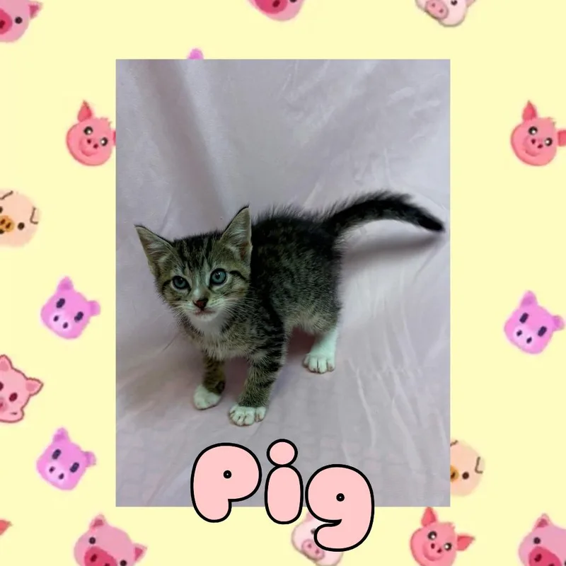 Truman thumbnail 2