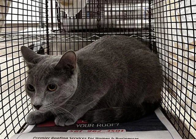 A young medium-sized female Domestic Short Hair cat named Chloe for adoption in Fort Lauderdale, FL