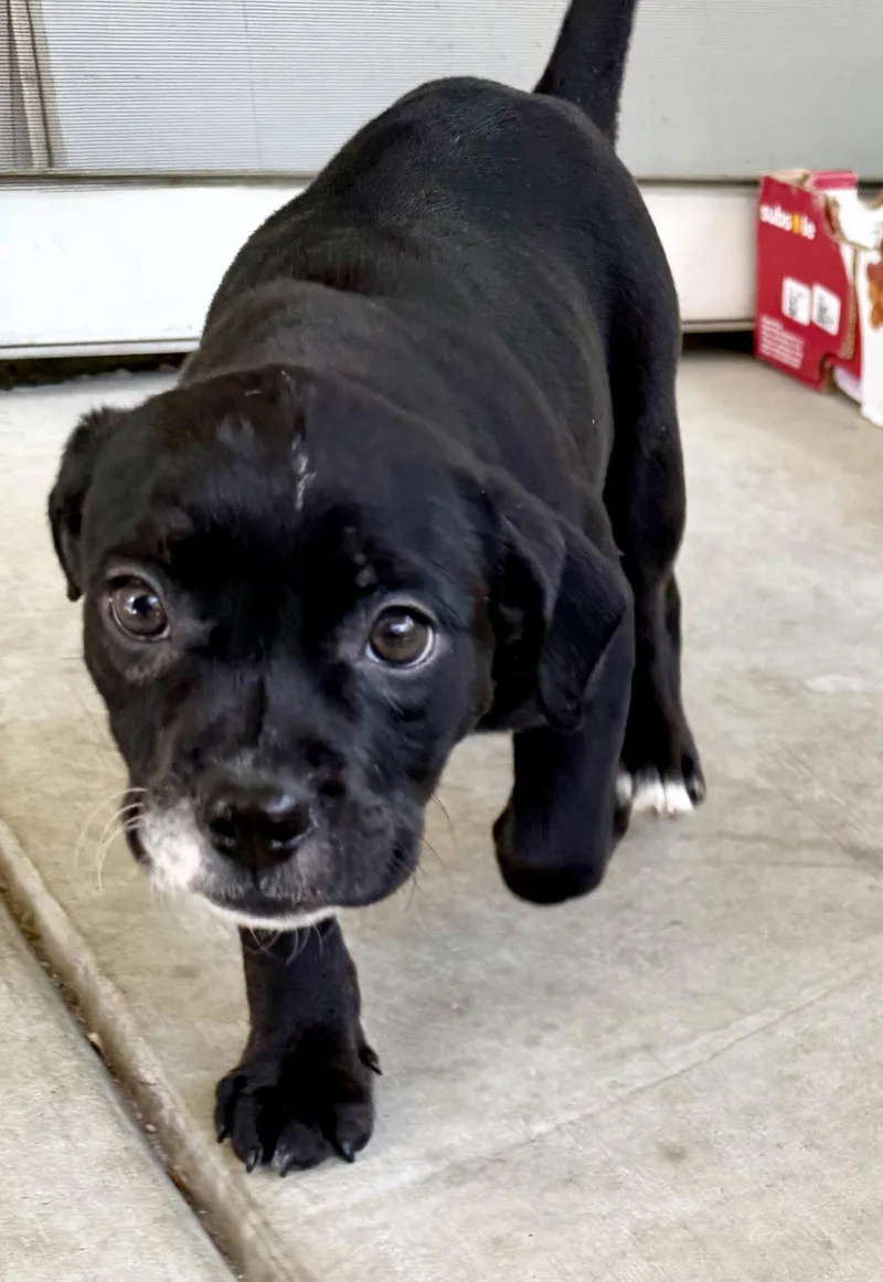 A baby medium-sized female English Bulldog dog named Grace for adoption in Davis, CA