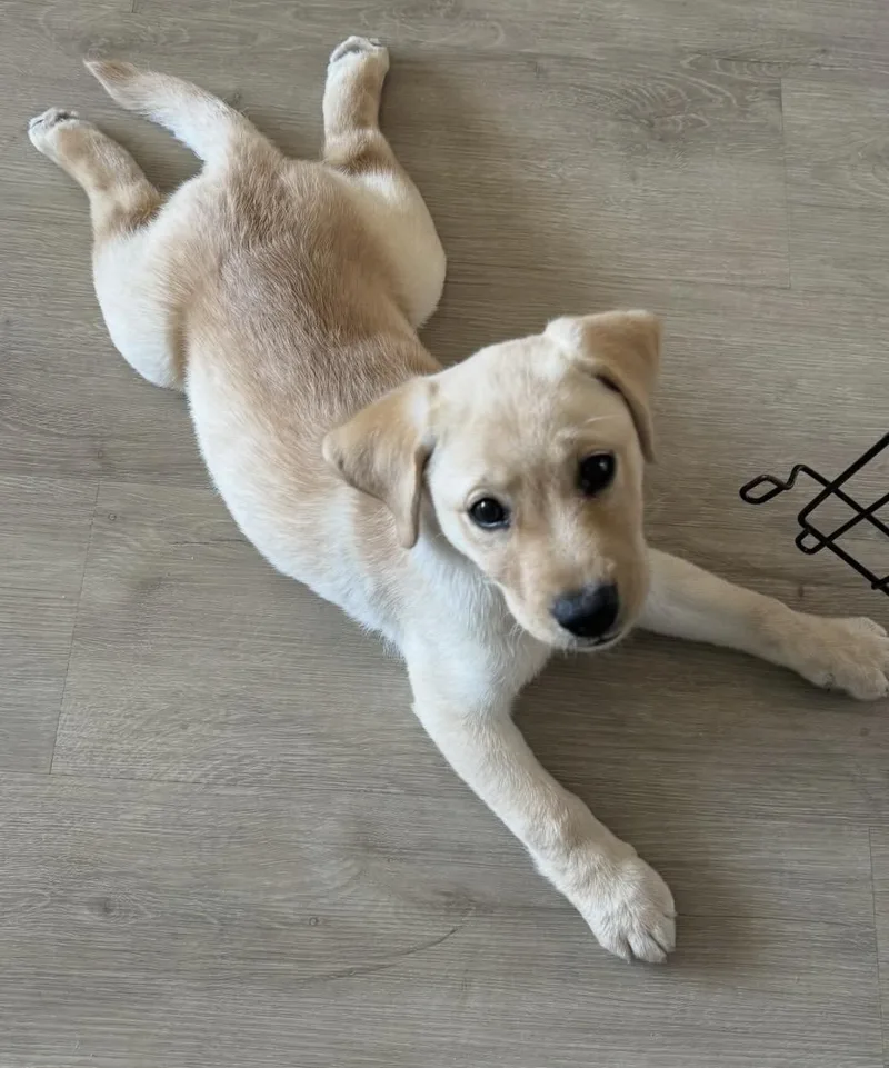 A baby large-sized female Yellow / Tan / Blond / Fawn Labrador Retriever dog named Lucy for adoption in Los angeles, CA