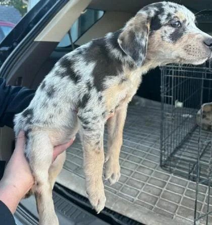 A baby small-sized female Catahoula Leopard Dog dog named Paisley for adoption in Clinton, MO