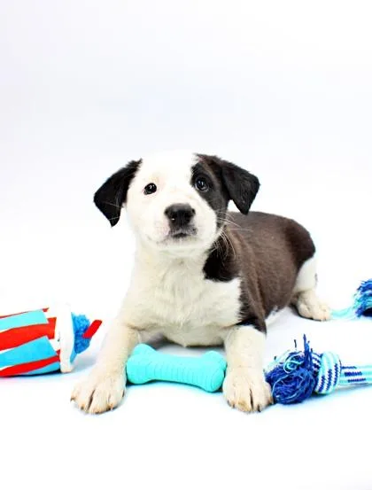A baby medium-sized male Clumber Spaniel dog named Little Foot for adoption in Morton Grove, IL