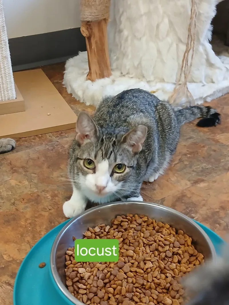 A young medium-sized female Tabby (Buff / Tan / Fawn) Domestic Short Hair cat named Mantis And Locust for adoption in Miami Beach, FL