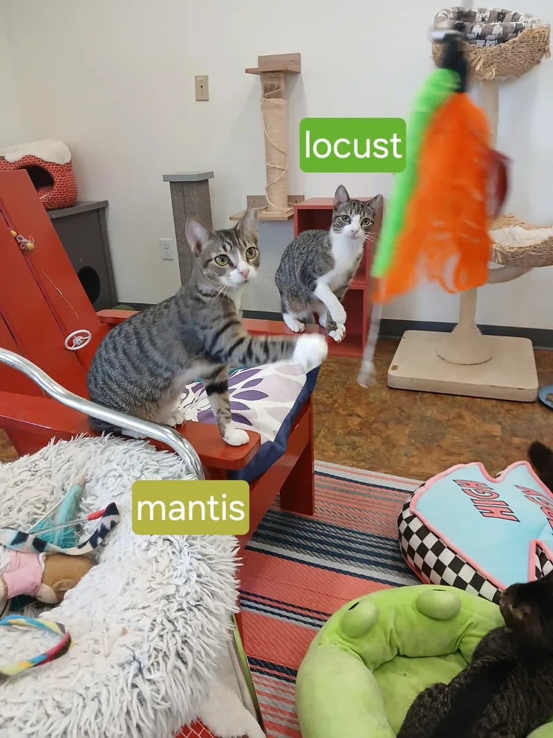 Mantis And Locust thumbnail 2