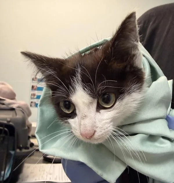 A baby small-sized female Domestic Short Hair cat named Laila for adoption in San Diego, CA
